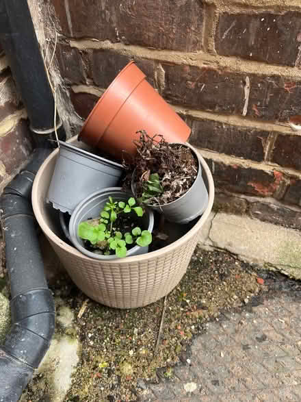 Photo of free Pots with soil (Willesden Green NW2) #1
