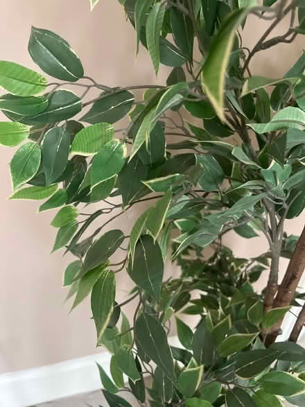 Photo of free Plastic indoor tree (Willesden Green NW2) #2