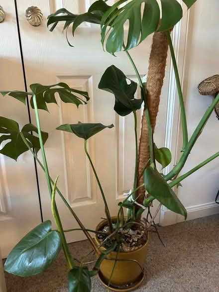 Photo of free Tall monstera houseplant (Musselburgh EH21) #2