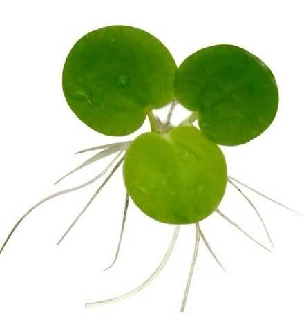 Photo of Cold water aquarium plants (Salkeld Dykes CA11) #1