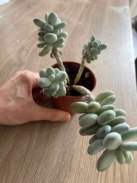 Photo of free Succulent (Oxenholme LA9) #1