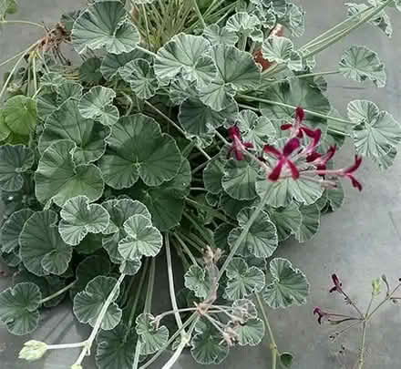 Photo of free Pelargonium Sidoides Cuttings (Llangammarch Wells LD4) #1
