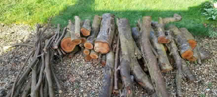Photo of free Logs for firewood or carving (Bressingham IP22) #1