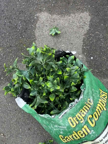 Photo of free Plastic foliage (Barnard's Green WR14) #1
