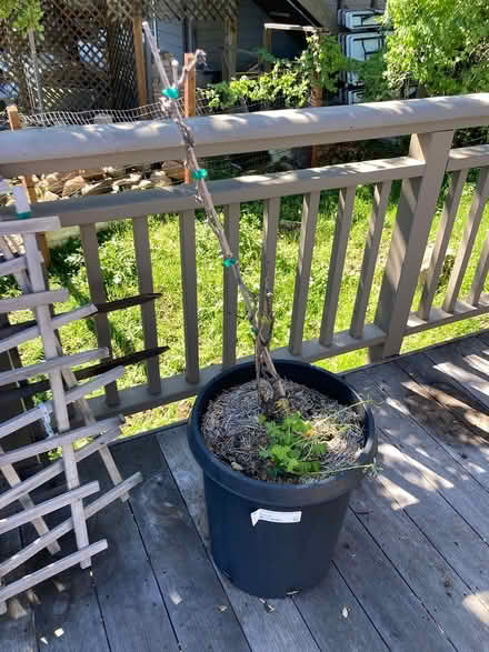 Photo of free Grape Plant (Palomar Park) #1