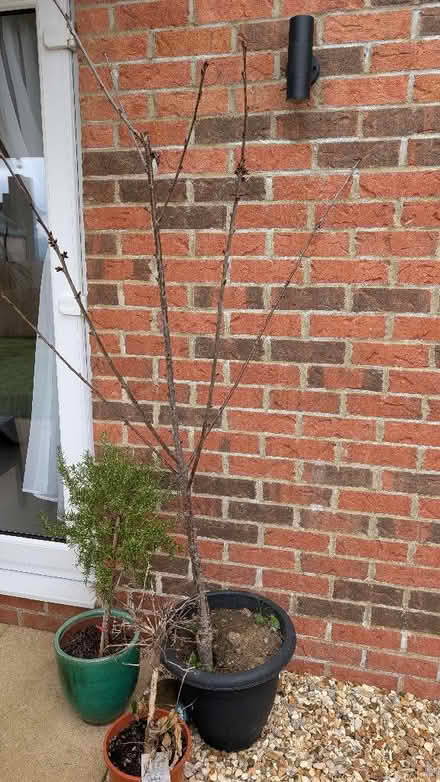 Photo of free Stella cherry tree (Penrith CA11) #1