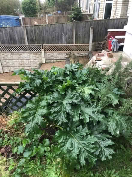 Photo of free Acanthus mollis (NR2) #2