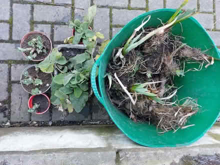 Photo of free Plants (Cockermouth CA13) #1