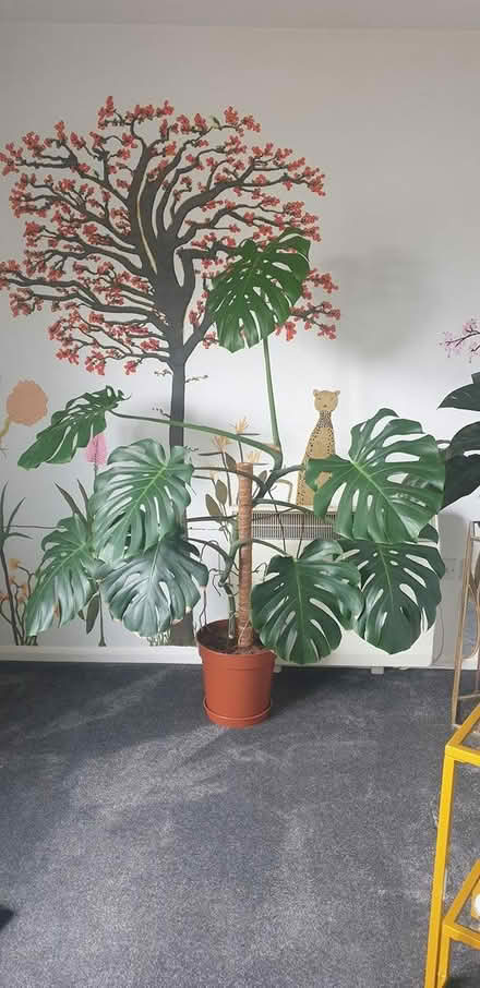 Photo of free Large Monstera (CM15) #1