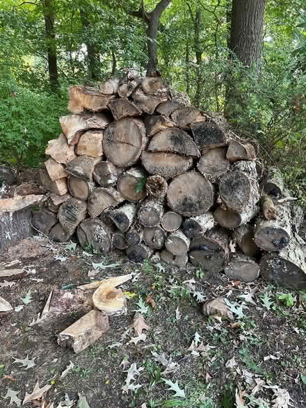 Photo of free Firewood (Fort Eustice area) #1