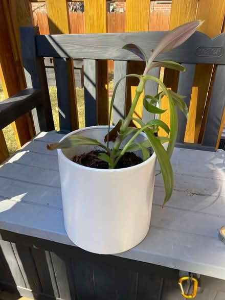 Photo of free Healthy plant in pot - large (Skokie) #1