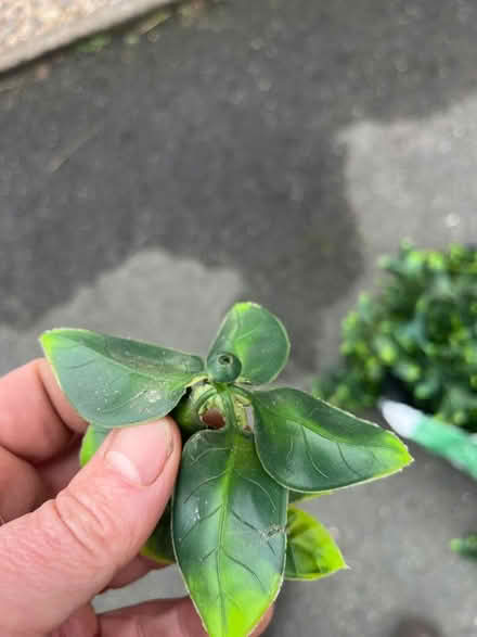 Photo of free Plastic foliage (Barnard's Green WR14) #2