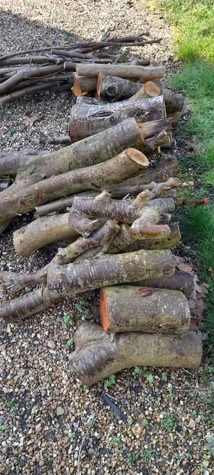 Photo of free Logs for firewood or carving (Bressingham IP22) #2