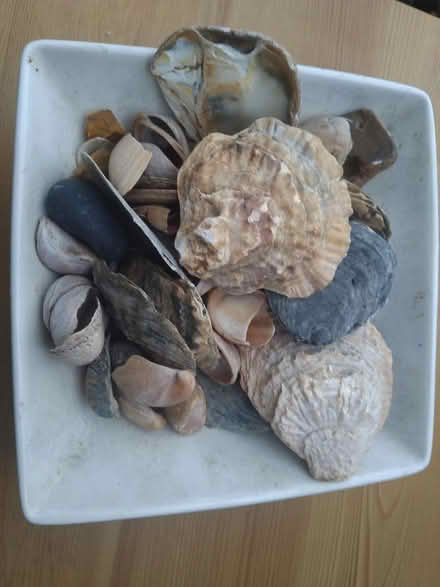 Photo of free Bowl Of Shells (Leighton buzzard LU7) #1
