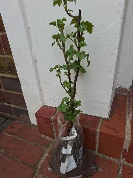 Photo of free Red currant plant (approx 12 " from base to tip) (Panshanger AL7) #1