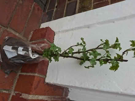 Photo of free Red currant plant (approx 12 " from base to tip) (Panshanger AL7) #1