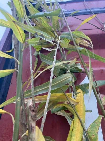 Photo of free Willow (white willow?) bundle (Blagden Street S2) #3