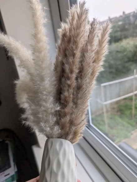 Photo of free Plastic vase with dried flowers (Abingdon, OX14 3TD) #4