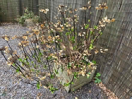 Photo of free Hydrangea bush with pink flowers (Madeley, Telford) #1