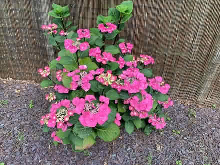 Photo of free Hydrangea bush with pink flowers (Madeley, Telford) #2