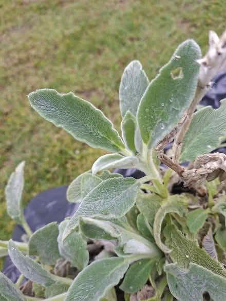 Photo of free Lambs Ears (Large clump +) (Panshanger AL7) #2