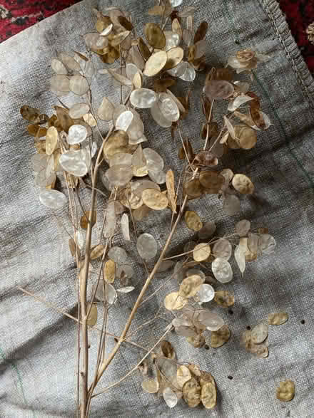Photo of free Honesty stems with dried seeds (Waterlooville PO7) #1