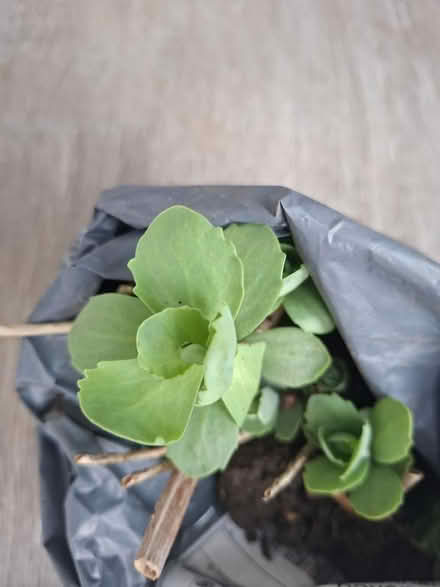 Photo of free Sedum (Panshanger AL7) #1