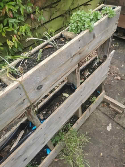 Photo of free Herbs and lettuce shelf, planter (Sutton Coldfield B74) #2