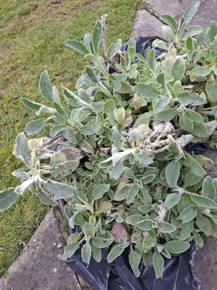 Photo of free Lambs Ears (Large clump +) (Panshanger AL7) #1