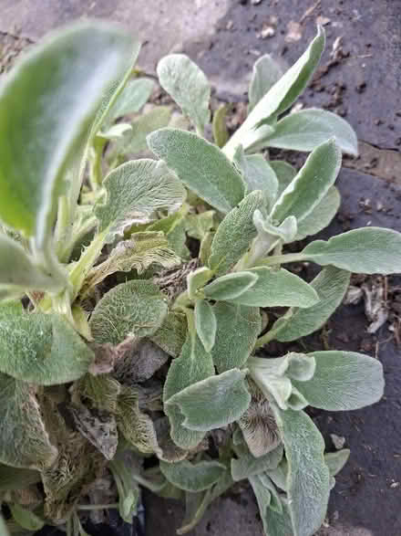 Photo of free Lambs Ears (Large clump +) (Panshanger AL7) #3