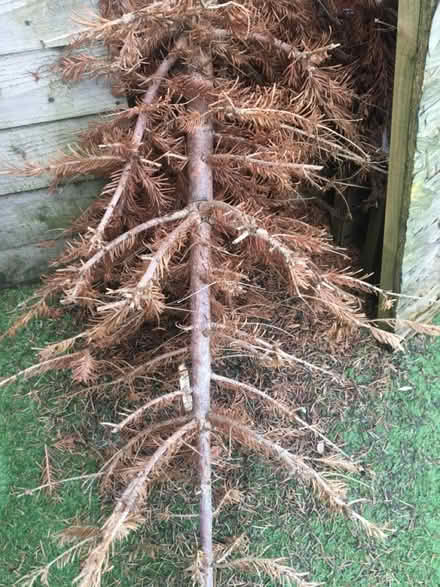 Photo of free Woodwork project/firewood? (Altrincham 2DP) #3