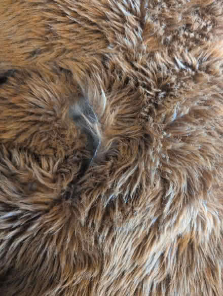 Photo of free Giant teddy (Penrith CA11) #2