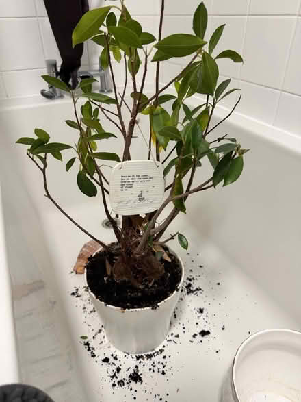 Photo of free Plant. Needs re potting as grown out of the current pot. (Weston) #1