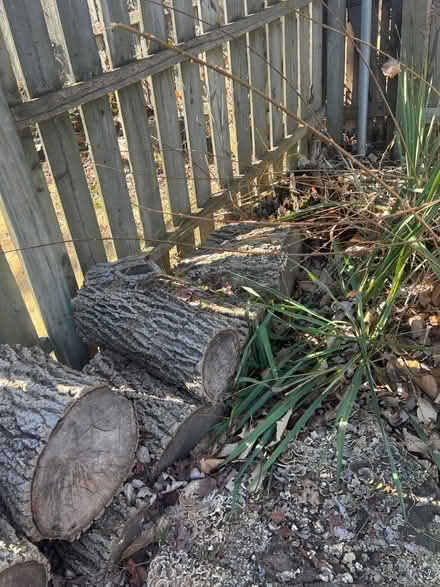 Photo of free Aged chestnut firewood 1 ft dia (Near Beltsville Academic Ctr) #1