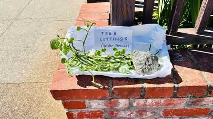 Photo of free Curb alert: Golden Pothos cuttings (Redwood City) #1