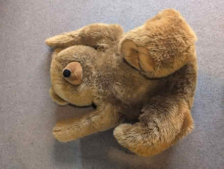 Photo of free Giant teddy (Penrith CA11) #1