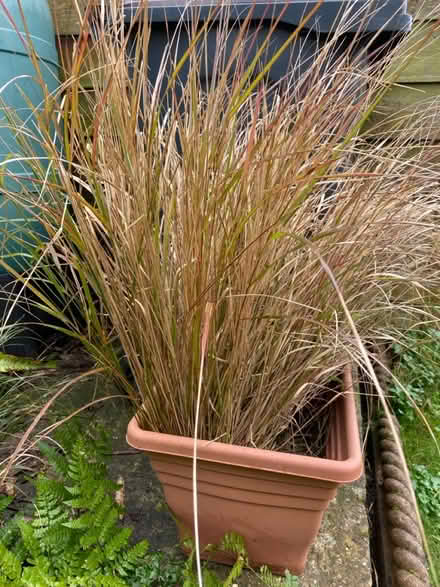 Photo of free Pheasant grass (Waterlooville PO7) #1