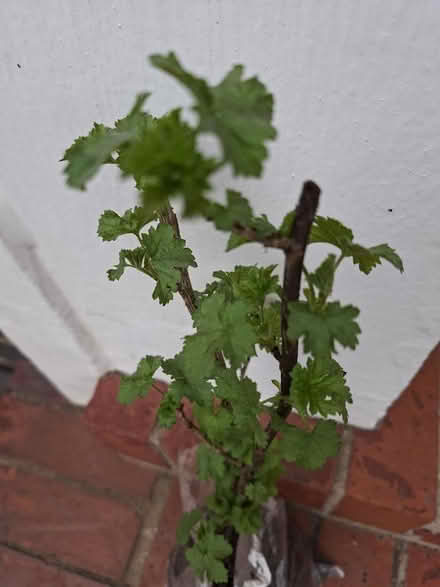 Photo of free Red currant plant (approx 12 " from base to tip) (Panshanger AL7) #2