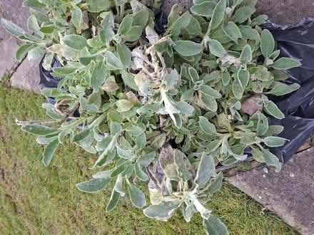 Photo of free Lambs Ears (Large clump +) (Panshanger AL7) #1