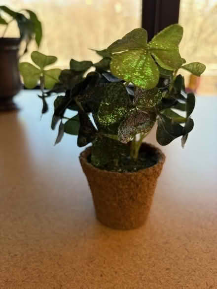 Photo of free Approx 6" High Shamrock Clover Bush (Thornwood, NY) #1
