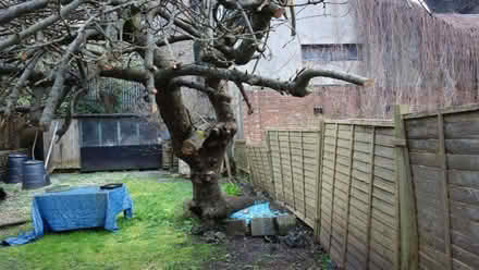 Photo of free Wood from Apple Tree for building or burning (Preston Park area BN1) #1