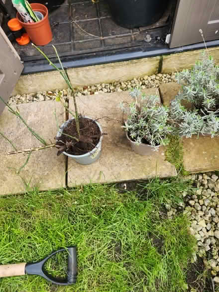 Photo of free plants (Turnpike lane N15) #1