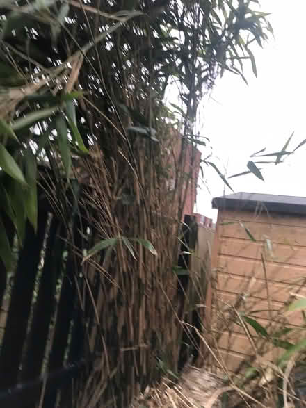 Photo of free Bamboo canes (Hilltown DD1) #1