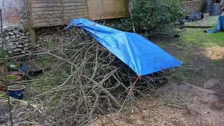 Photo of free Wood from Apple Tree for building or burning (Preston Park area BN1) #2