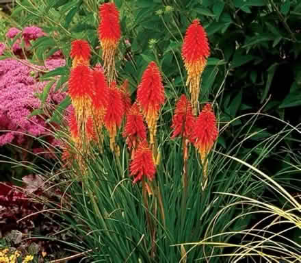 Photo of free Red hot poker plant (Alameda) (West side) #1