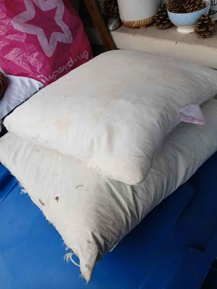 Photo of free 2 feather pillows (Woodside SE25) #1