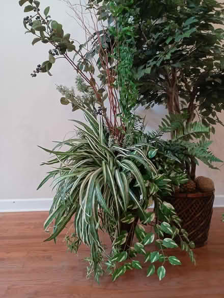 Photo of free Ficus tree and other arrangements (Hixson, TN) #1
