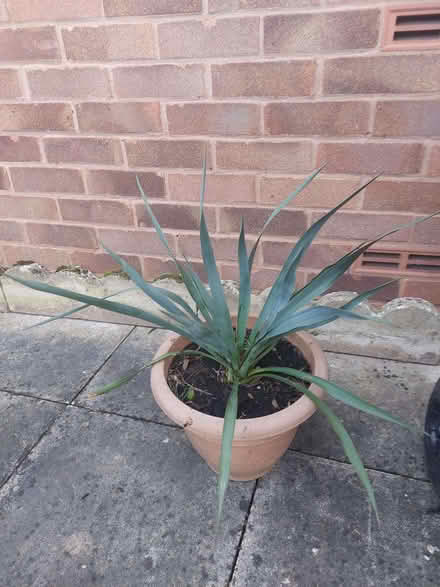 Photo of free 2 plants (Monkmoor SY2) #1
