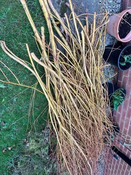 Photo of free Willow branches (PR2, Preston) #1