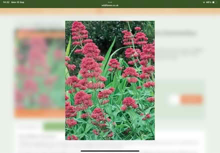 Photo of free Red valerian (World’s End Burgess Hill) #2